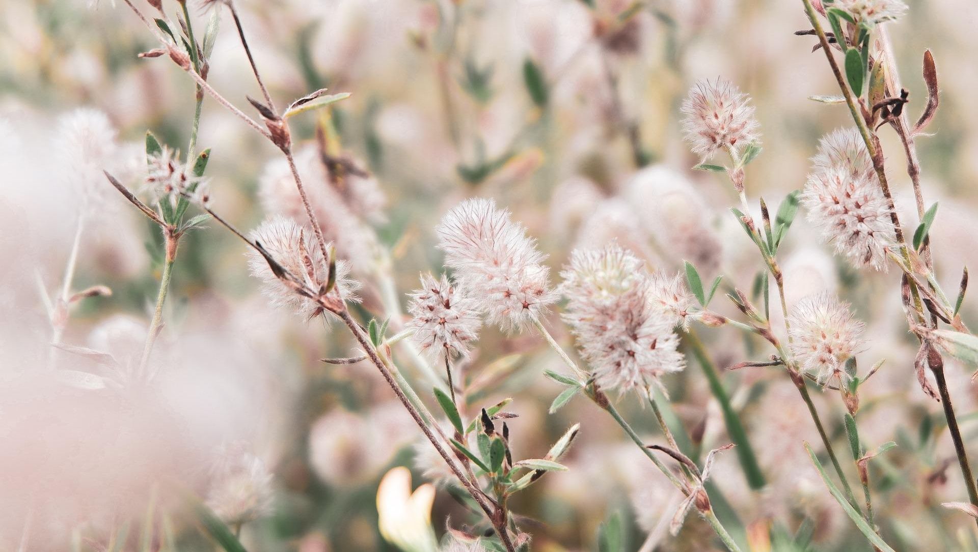 Planter med rosa og hvite blomster