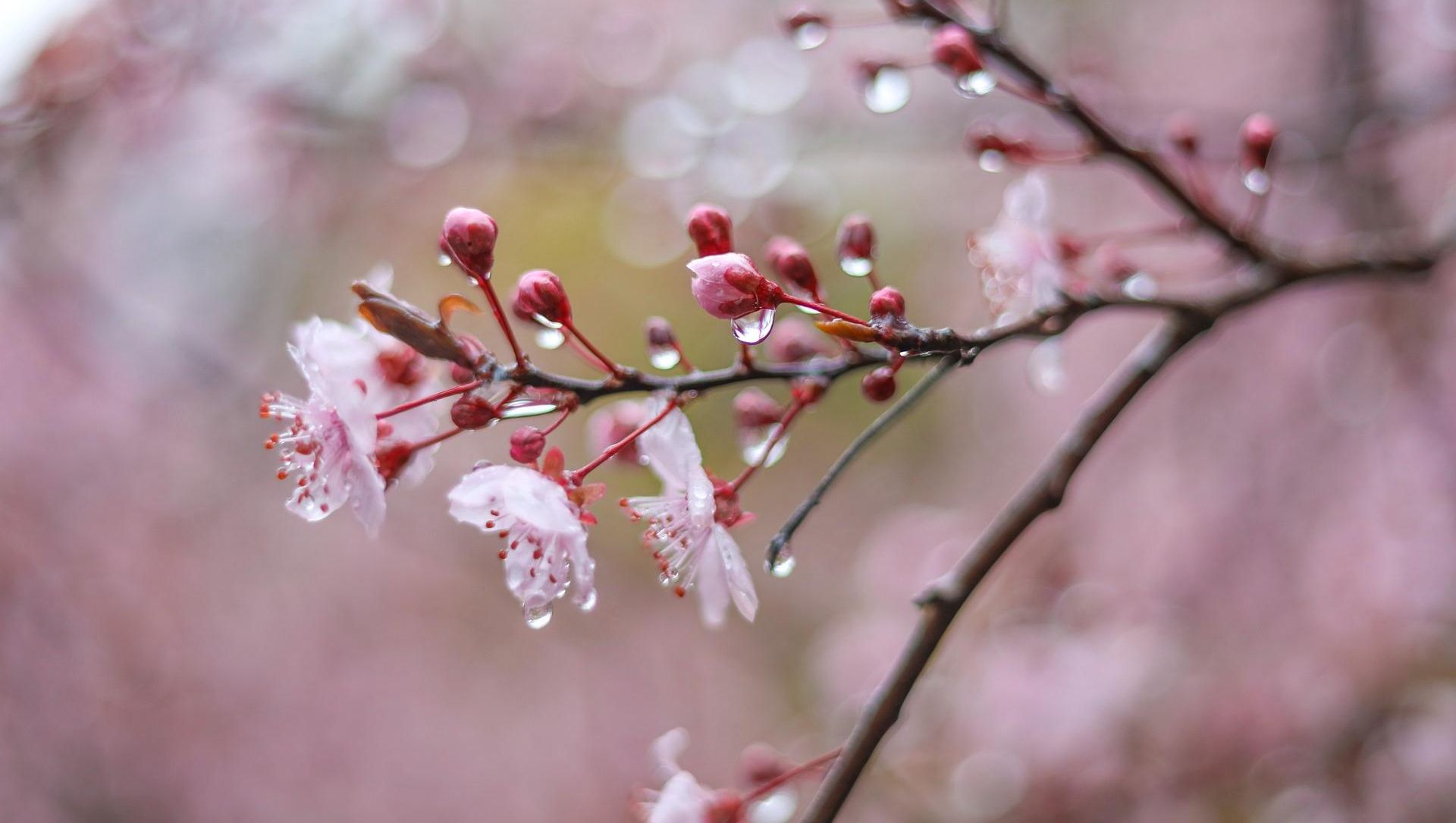 Gren med hvite og rosa blomster